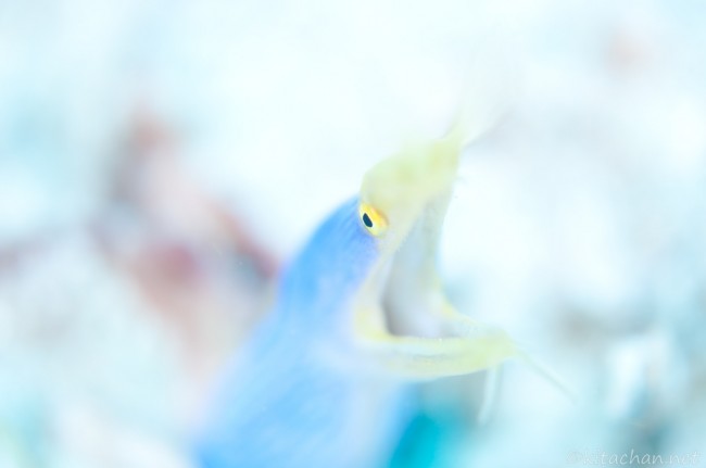 ハナヒゲウツボ