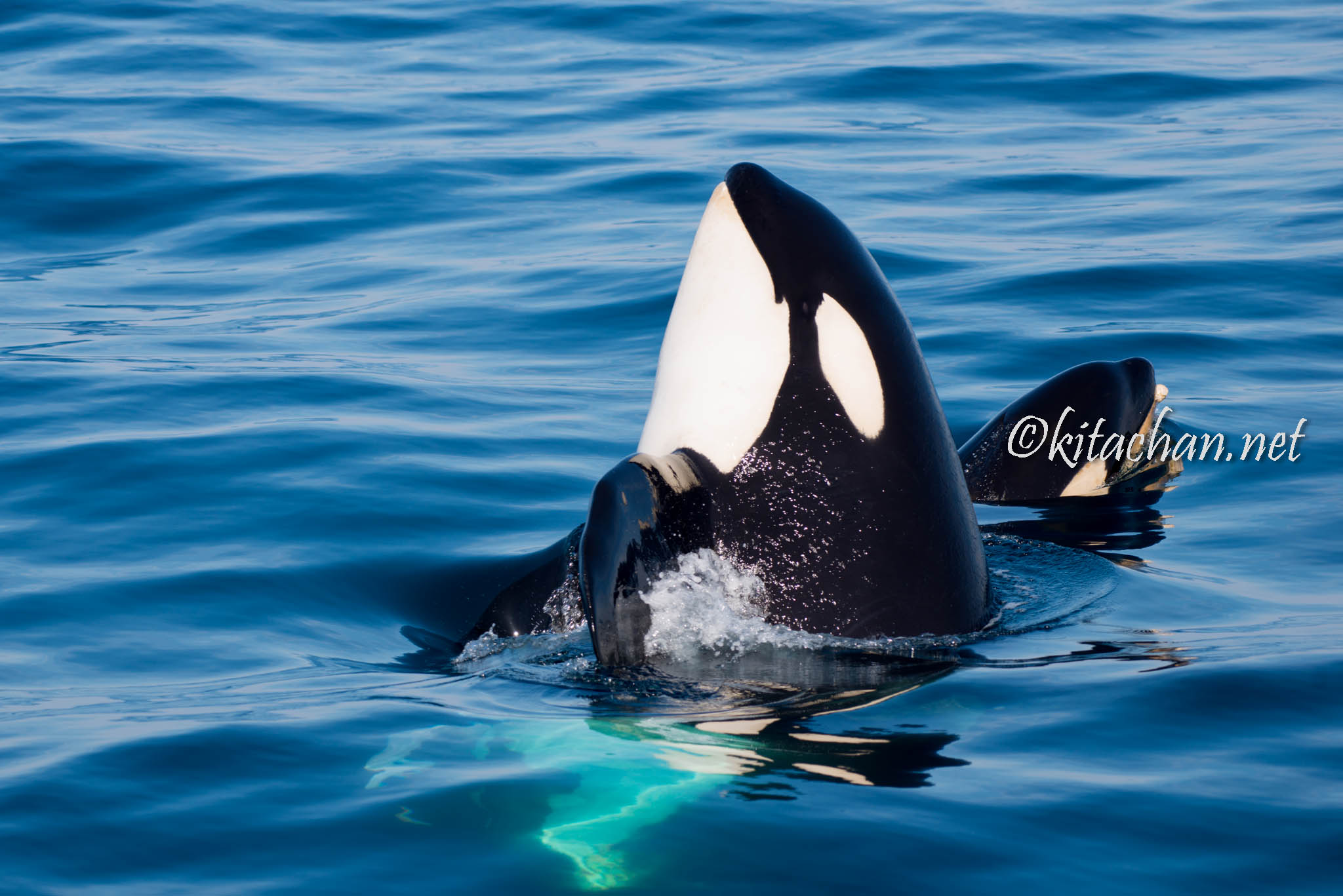 2016年5月 羅臼シャチ撮影