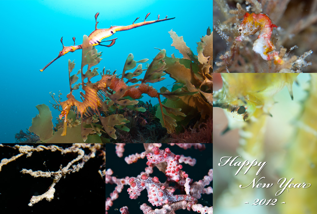 Happy New Year 2012