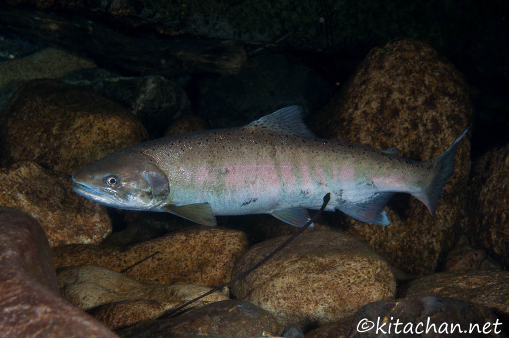 2013年 第2回サツキマス撮影会山口県